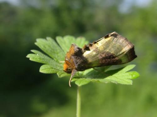 Diachrysia chrysitis