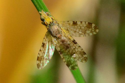 Réf. 162 008 : Dioxyna bidentis