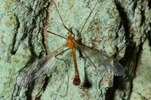 Tipula lunata