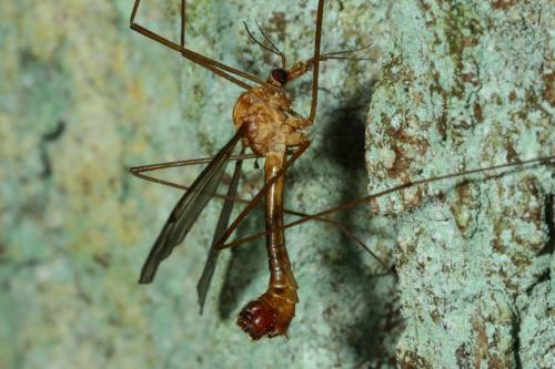 Tipula lunata