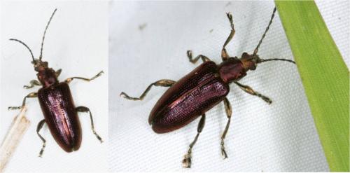 Réf. 162 781 : Plateumaris sericea