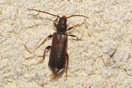 Poecilium pusillum