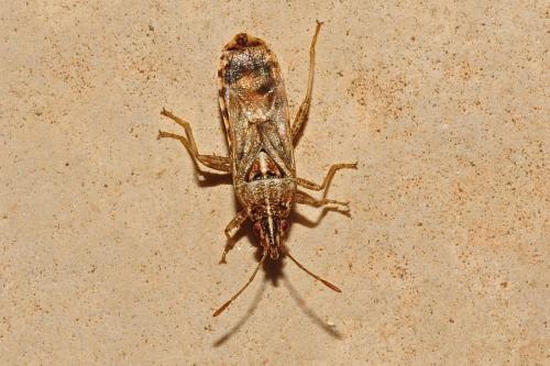 Réf. 162 406 : Belonochilus numenius