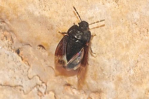 Ochetostethus sp.