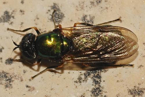 Réf. 162 938 : Chloromyia formosa