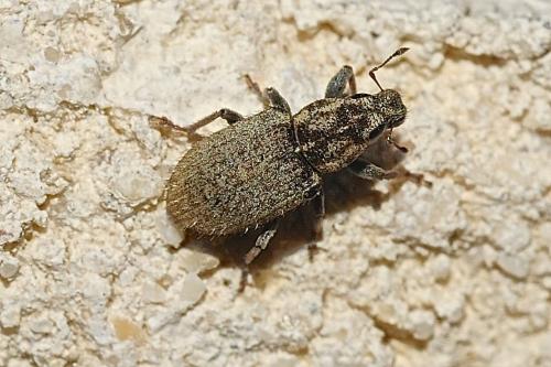 Réf. 162 736 : Sitona hispidulus