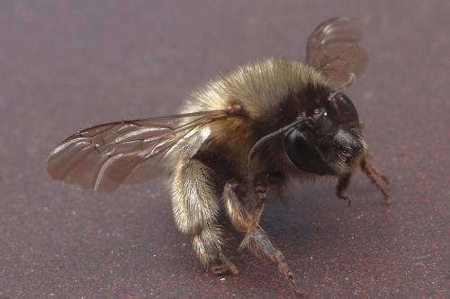 Anthophora sp.