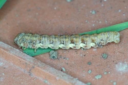 Erannis defoliaria