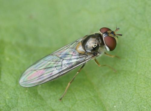 Meliscaeva auricollis