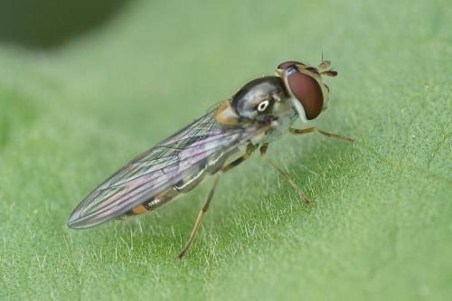Meliscaeva auricollis