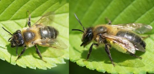 Réf. 162 398 : Andrena (scotica-trimmerana)