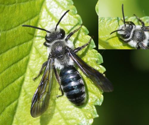 Andrena agilissima
