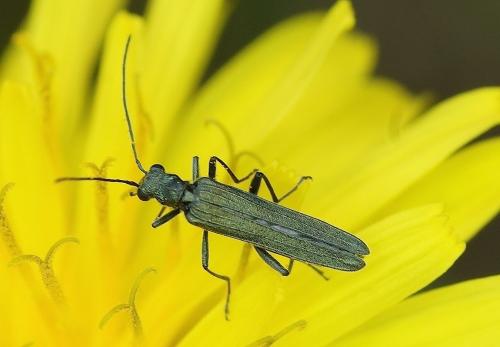 Oedemera sp.