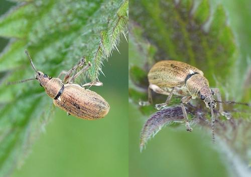 Phyllobius pyri