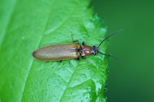 Réf. 162 817 : Denticollis linearis