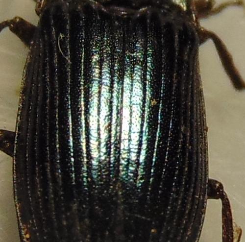 Selatosomus aeneus