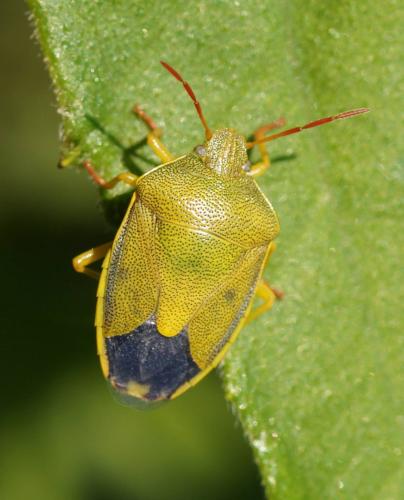 Réf. 162 618 : Piezodorus lituratus