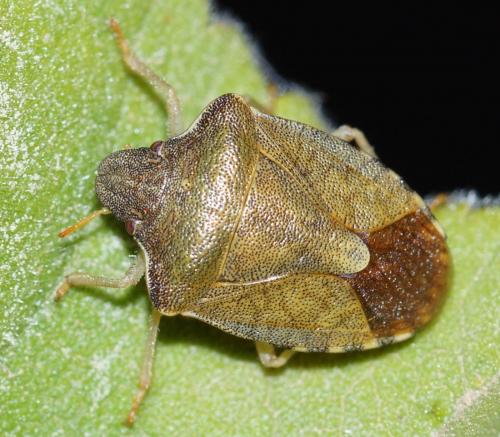 Réf. 162 621 : Peribalus strictus strictus
