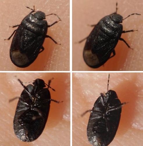 Ochetostethus sp.