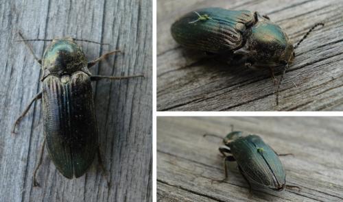 Selatosomus latus