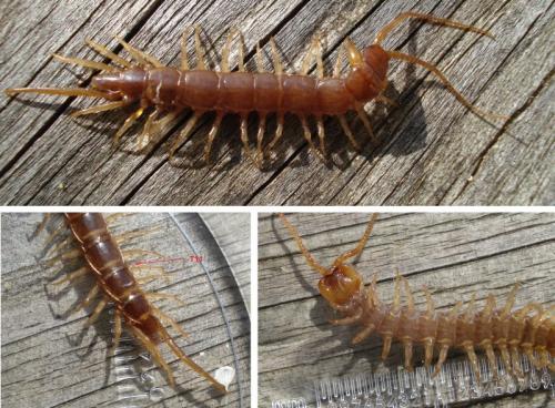 Lithobius sp.