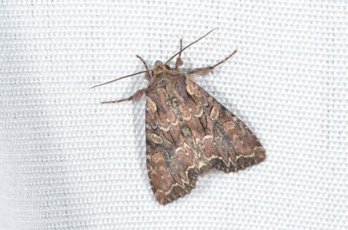 Réf. 162 726 : Lacanobia thalassina