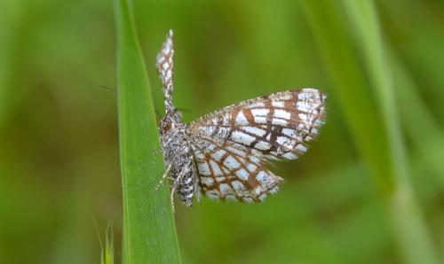 Chiasmia clathrata