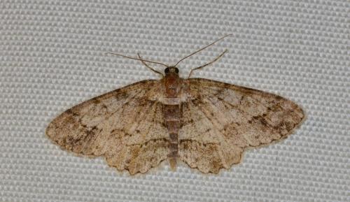 Paradarisa consonaria