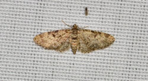 Réf. 162 482 : Eupithecia tantillaria