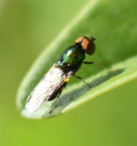 Réf. 162 083 : Microchrysa polita