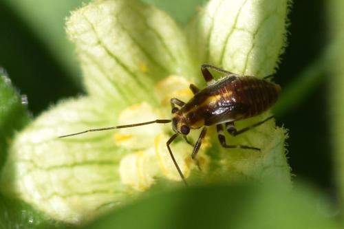 Réf. 162 085 : Capsodes flavomarginatus
