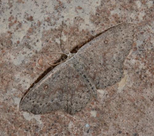 Cyclophora pendularia