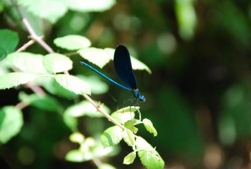 Calopteryx virgo