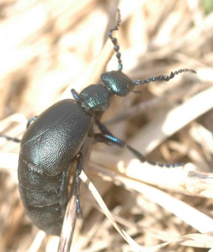 Meloe proscarabaeus