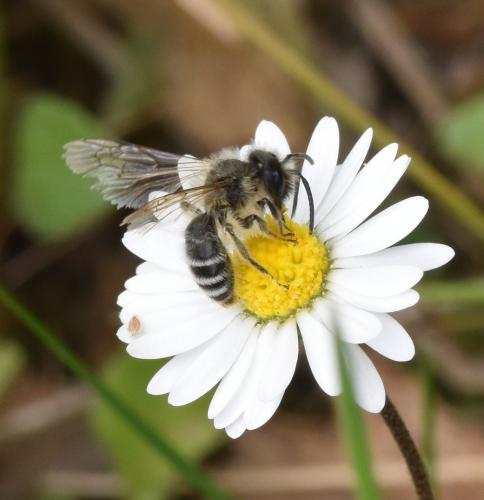 Andrena flavipes