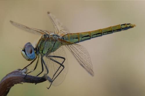 Réf. 162 635 : Sympetrum fonscolombii