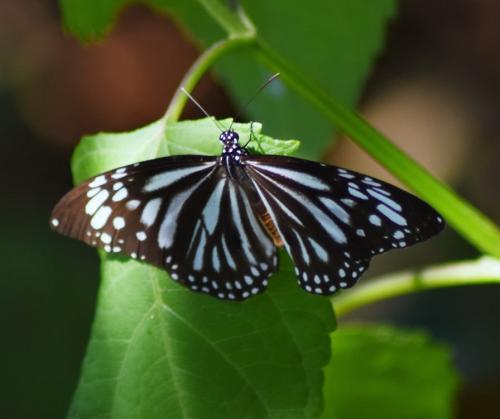 Danaus melanippus
