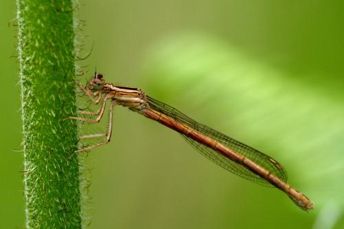 Réf. 162 313 : Platycnemis acutipennis