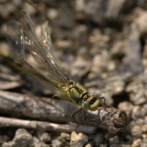 Gomphus pulchellus