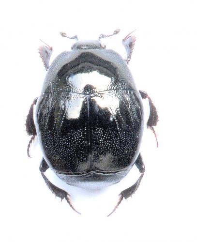 Réf. 162 027 : Saprinus semistriatus