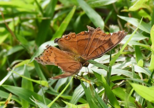 Junonia hedonia ida