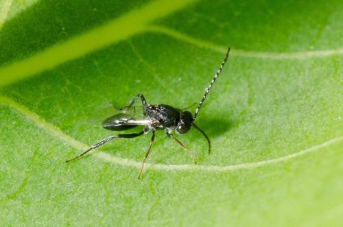 Callaspidia sp.