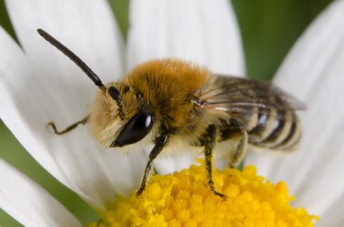 Colletes sp.
