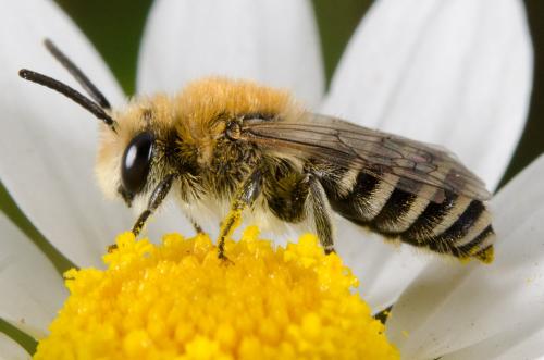 Réf. 162 381 : Colletes sp.