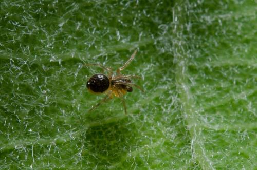 Sardinidion blackwalli