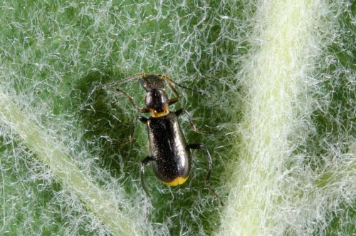Sphinginus lobatus