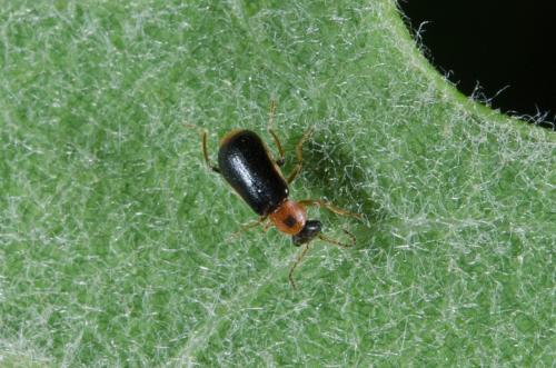 Attalus analis
