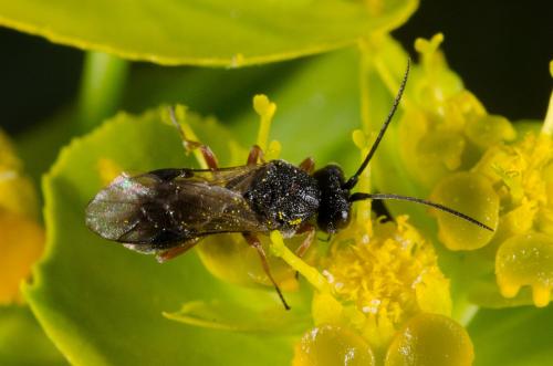Ascogaster sp.