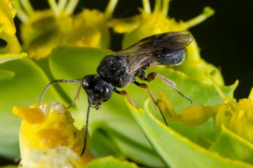 Réf. 162 213 : Ascogaster sp.