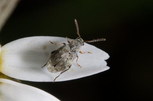 Bruchidius sp.